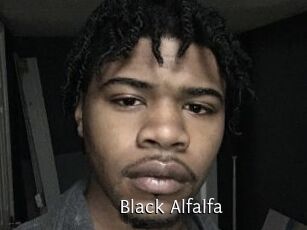 Black_Alfalfa