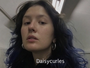 Daisycurles