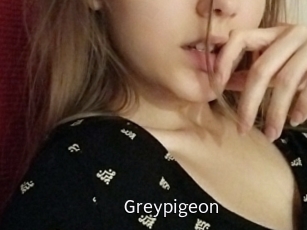 Greypigeon