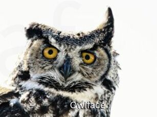 Owlface