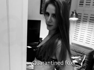 Quarantined_fox